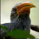 image of bird