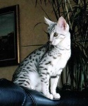 image of animal