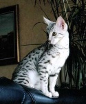 image of egyptian_mau #17