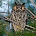 image of bird