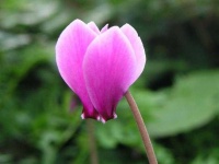 image of flower
