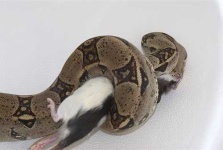 image of boa_constrictor #20