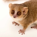 image of mouse