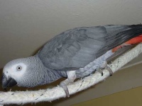 image of african_grey #7