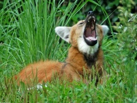 image of red_wolf