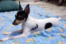 image of toy_terrier
