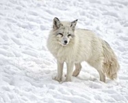 image of tundra