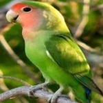 image of bird