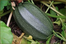 image of spaghetti_squash #8