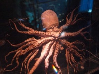 image of animal