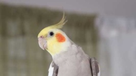 image of cockatiel