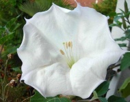 image of flower