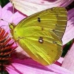 image of animal