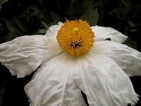 image of flower