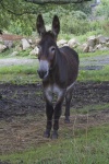 image of animal