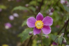 image of flower