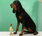 image of black_and_tan_coonhound #22