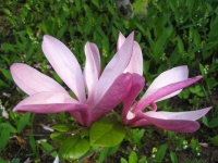 image of flower