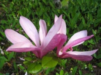 image of magnolia #12