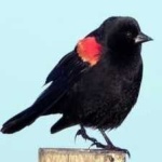 image of bird