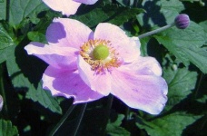 image of flower