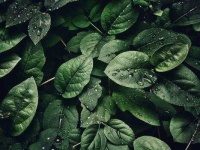 image of leaf