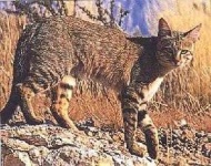 image of wild_cat #17