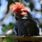 image of bird