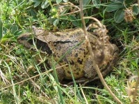 image of tailed_frog
