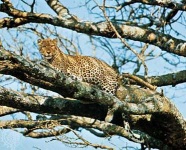 image of leopard #20