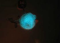 image of puffer