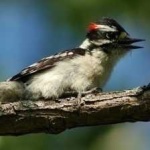 image of bird