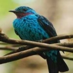image of bird