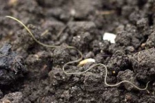 image of nematode