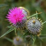 image of flower