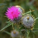 image of spear_thistle #7