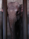 image of indian_elephant