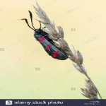image of animal