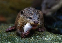 image of otter