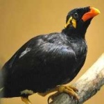 image of enggano_myna #2