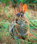 image of wood_rabbit