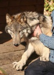 image of timber_wolf