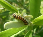 image of animal