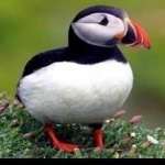 image of bird