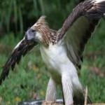 image of bird
