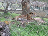 image of jaguar_car