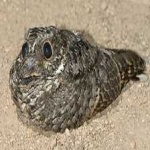 image of bird