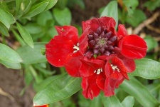 image of flower