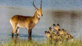 image of animal