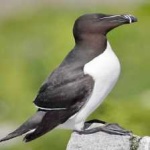 image of bird